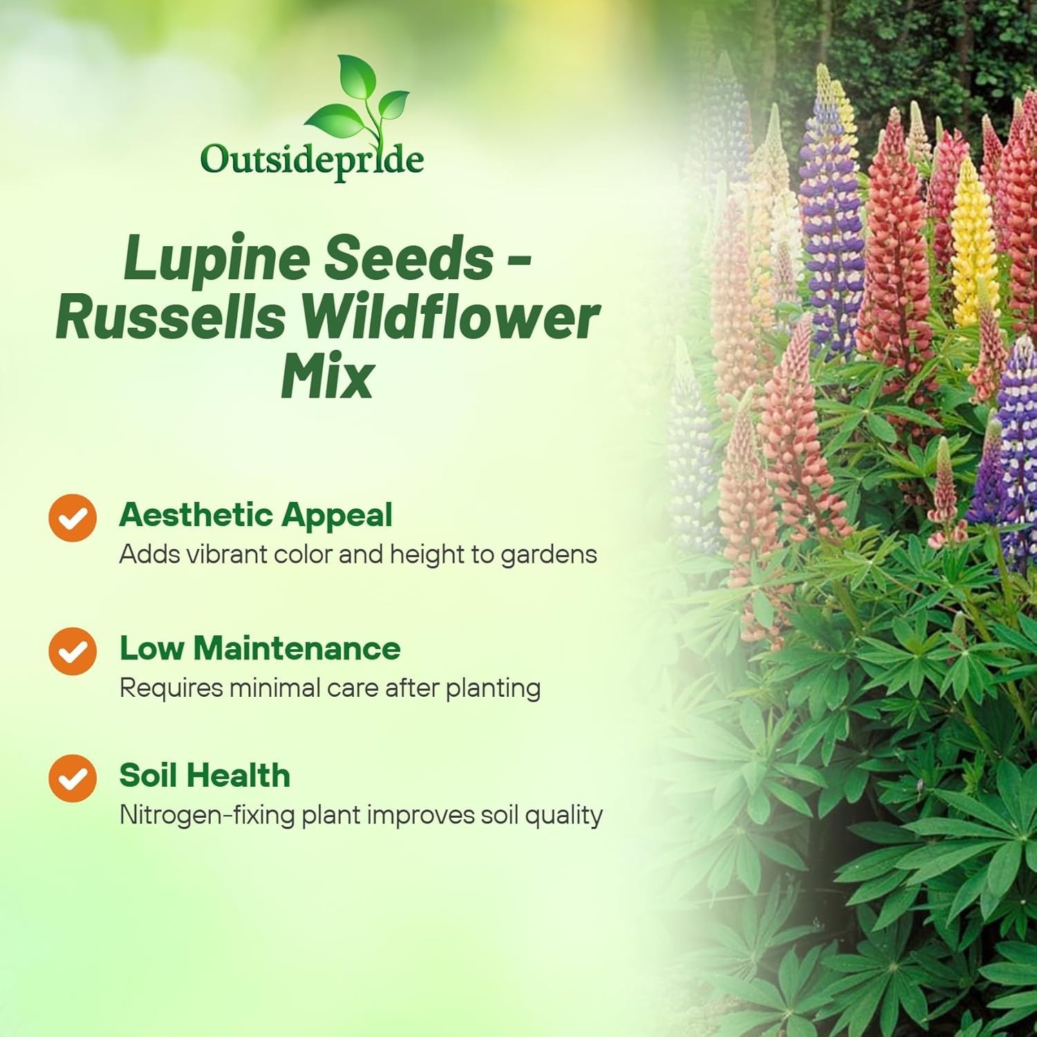 Mixed Russell Lupine Seeds – 1/4 Lb. Heirloom Perennials for Vibrant Pollinat…