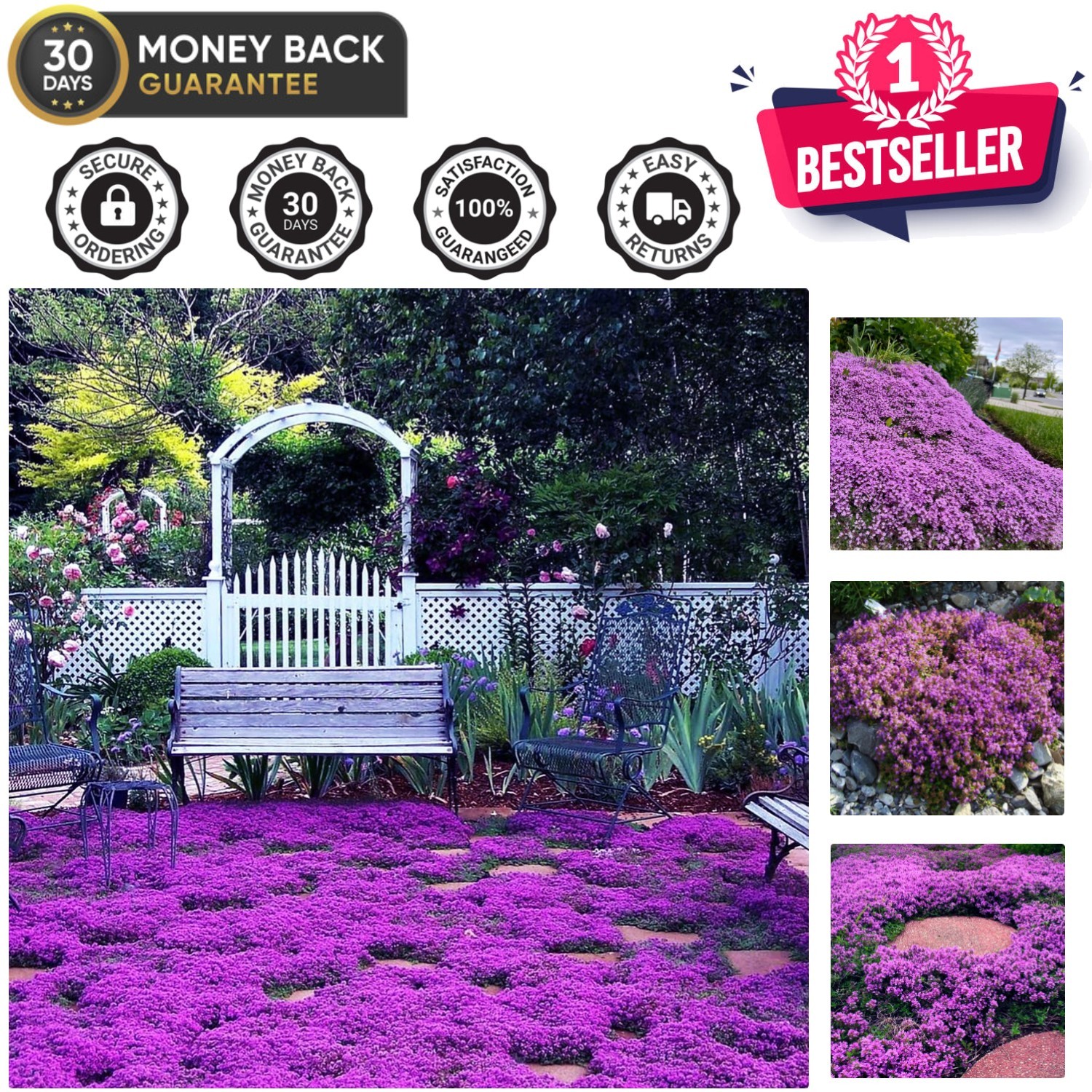 Magic Purple Creeping Thyme Seeds – 20000+ Perennial Flower Seeds for Gardeners