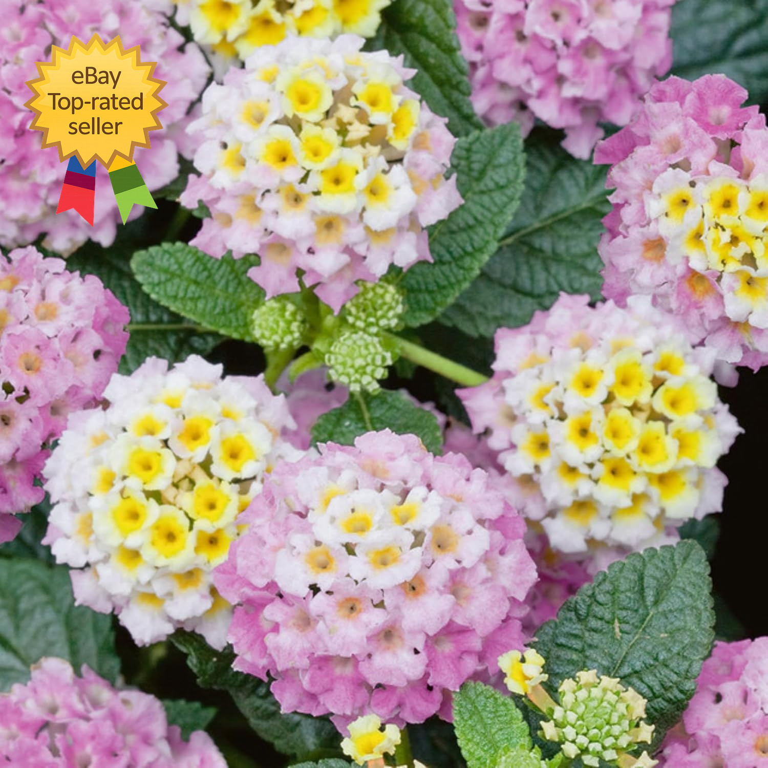 Mixed Color Lantana Flower Seeds 300 Plus for Hummingbirds and Butterflies Bloom