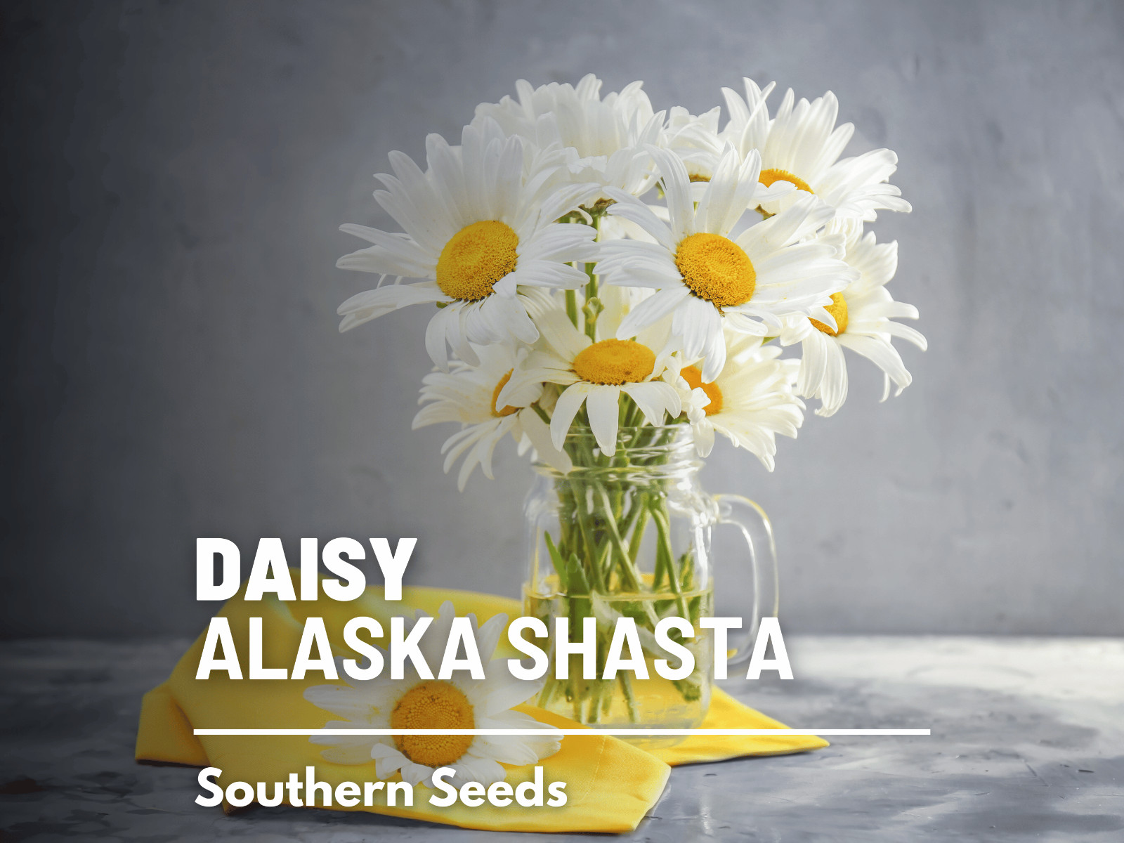 Daisy, Alaska Shasta – 100 Seeds – Easy to Grow Perennial – GMO Free