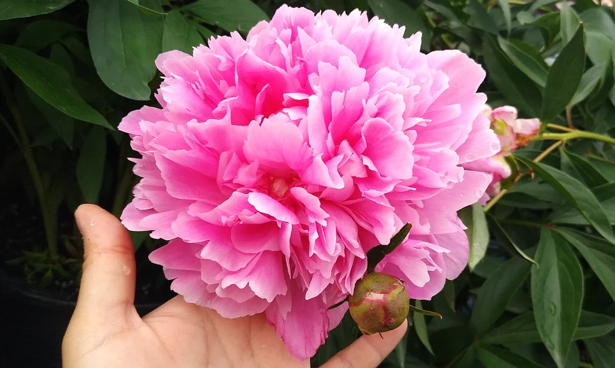 Chinese Peony Seeds – For 2026 Planting Paeonia Lactiflora Mudan Hua Bai Shao