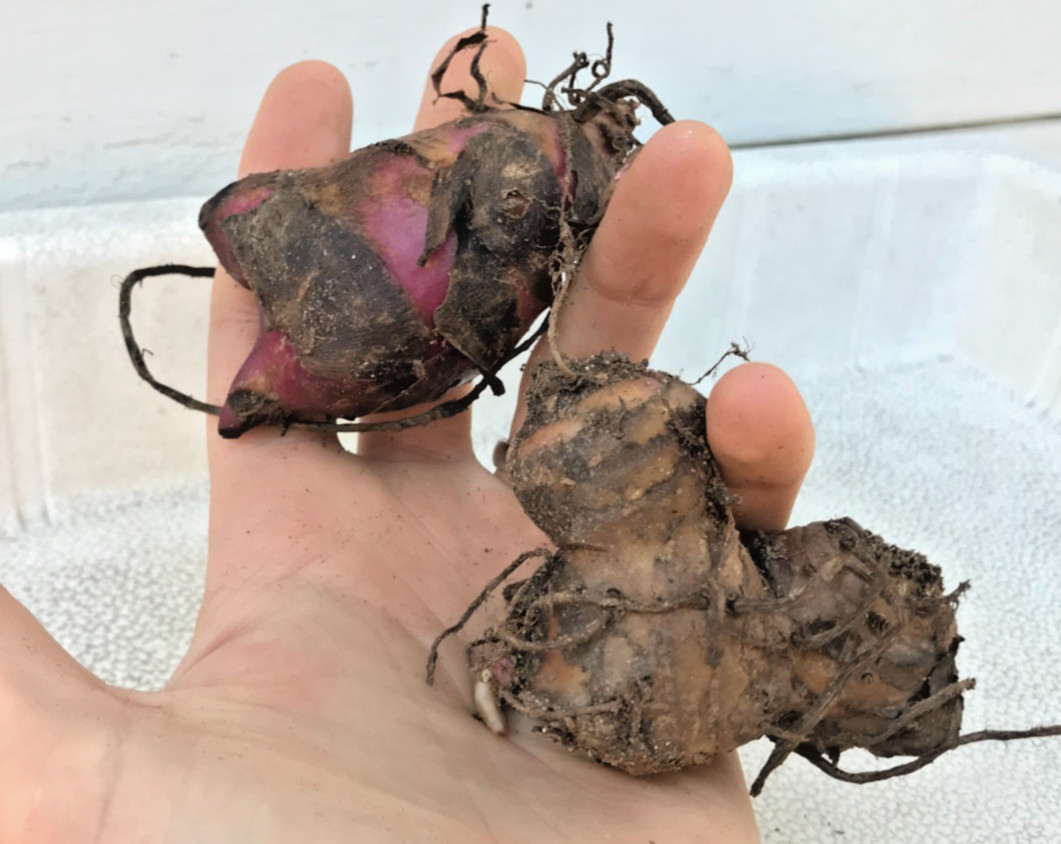 2x Canna Lily Bulbs Dark Red/Purple Musifolia – Large tropical plant (FREE SHIP)