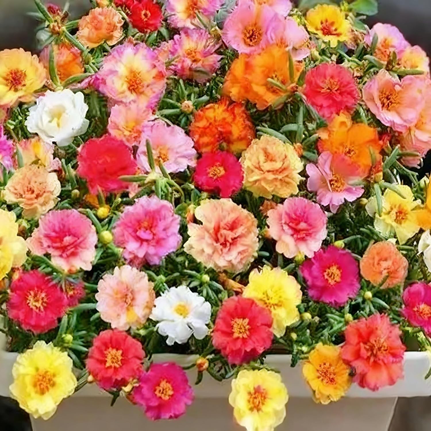 20,000+ Moss Rose Seeds (Portulaca Grandiflora) – Mixed Color Perennial Ground C