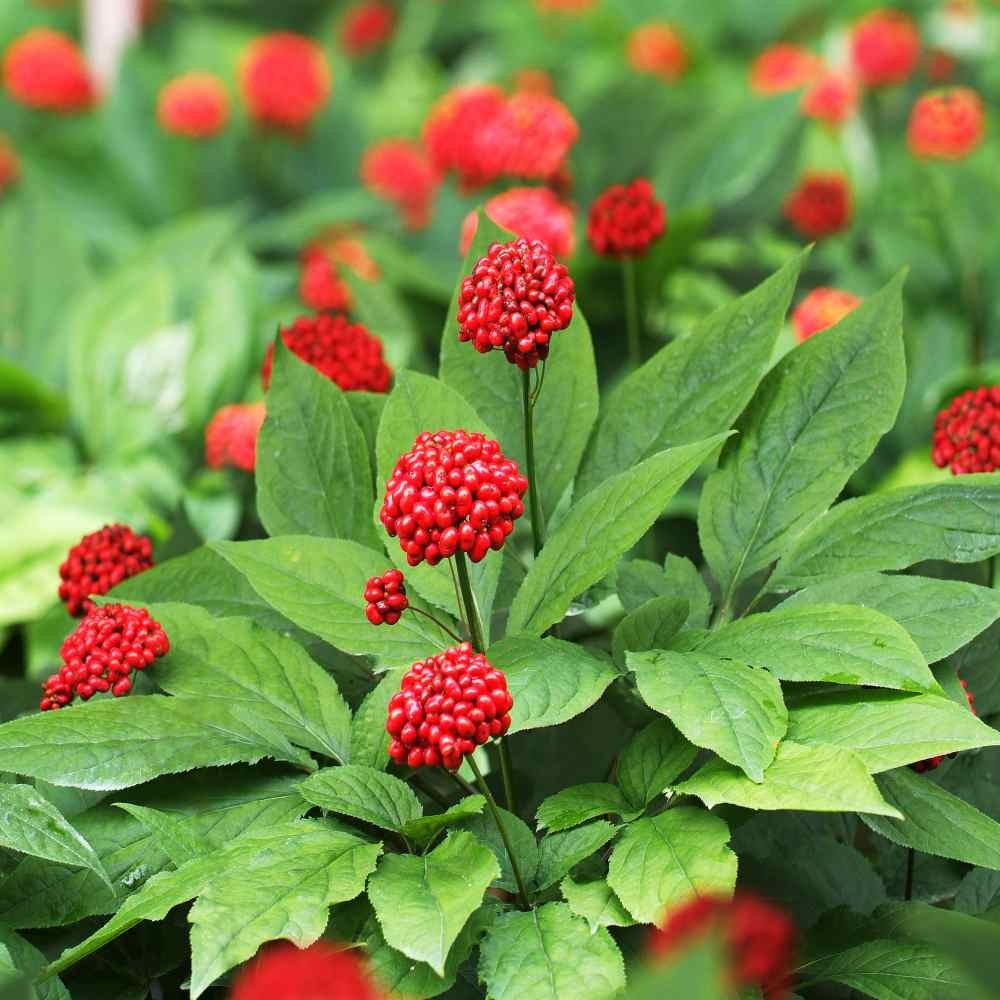 20 Seeds Panax Ginseng Herb Seeds – Medicinal Plants