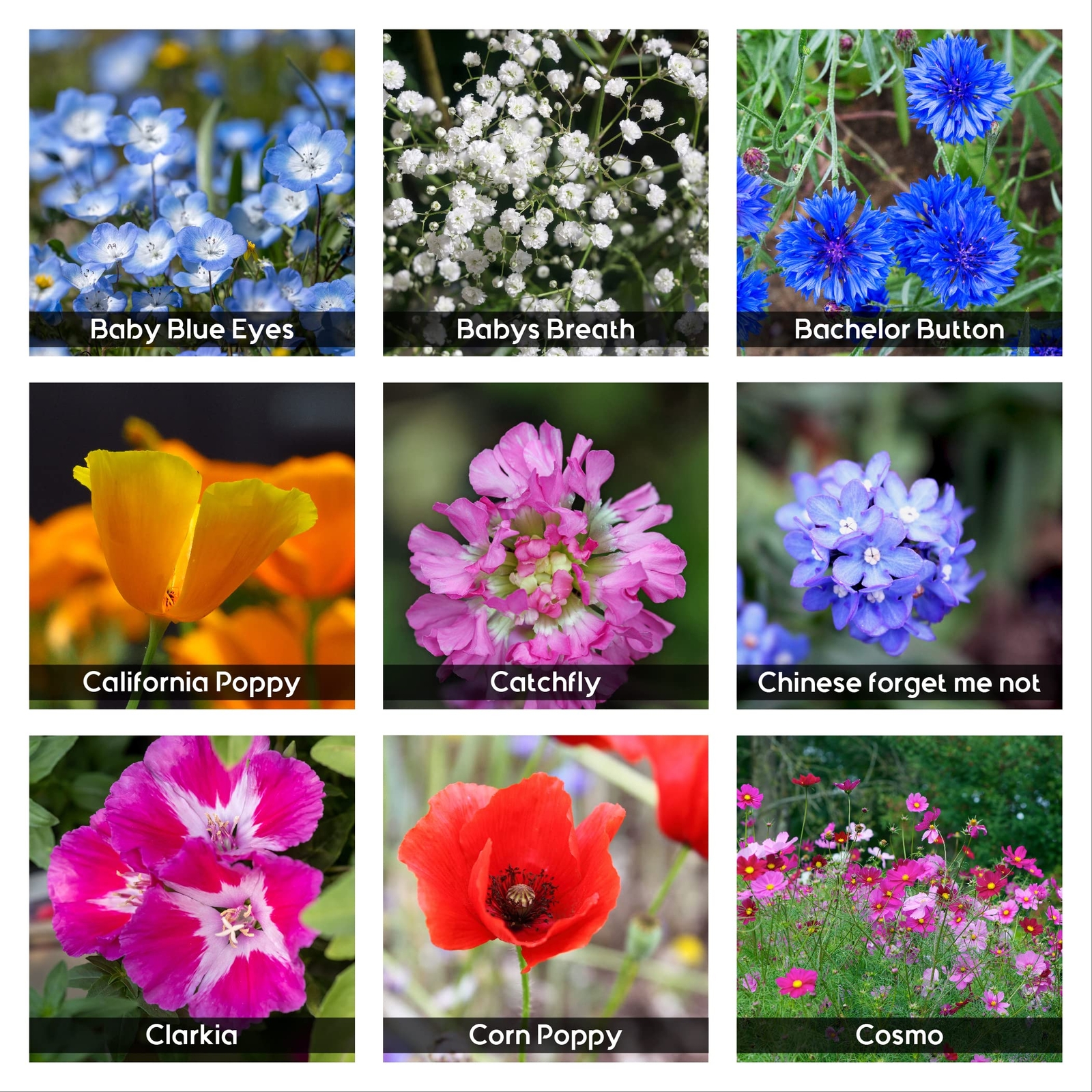 85,000 Wildflower Seeds, 35 Varietiey Wild Flowers Bulk Flower Seeds – 2 Ounces