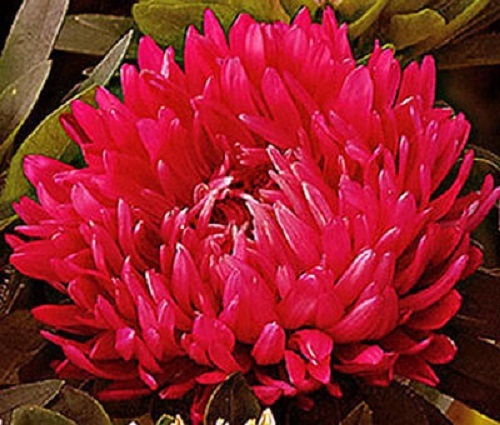 30+ RED DUCHESS ASTER FLOWER SEEDS / TALL / PAEONY / SELF-SEEDING ANNUAL