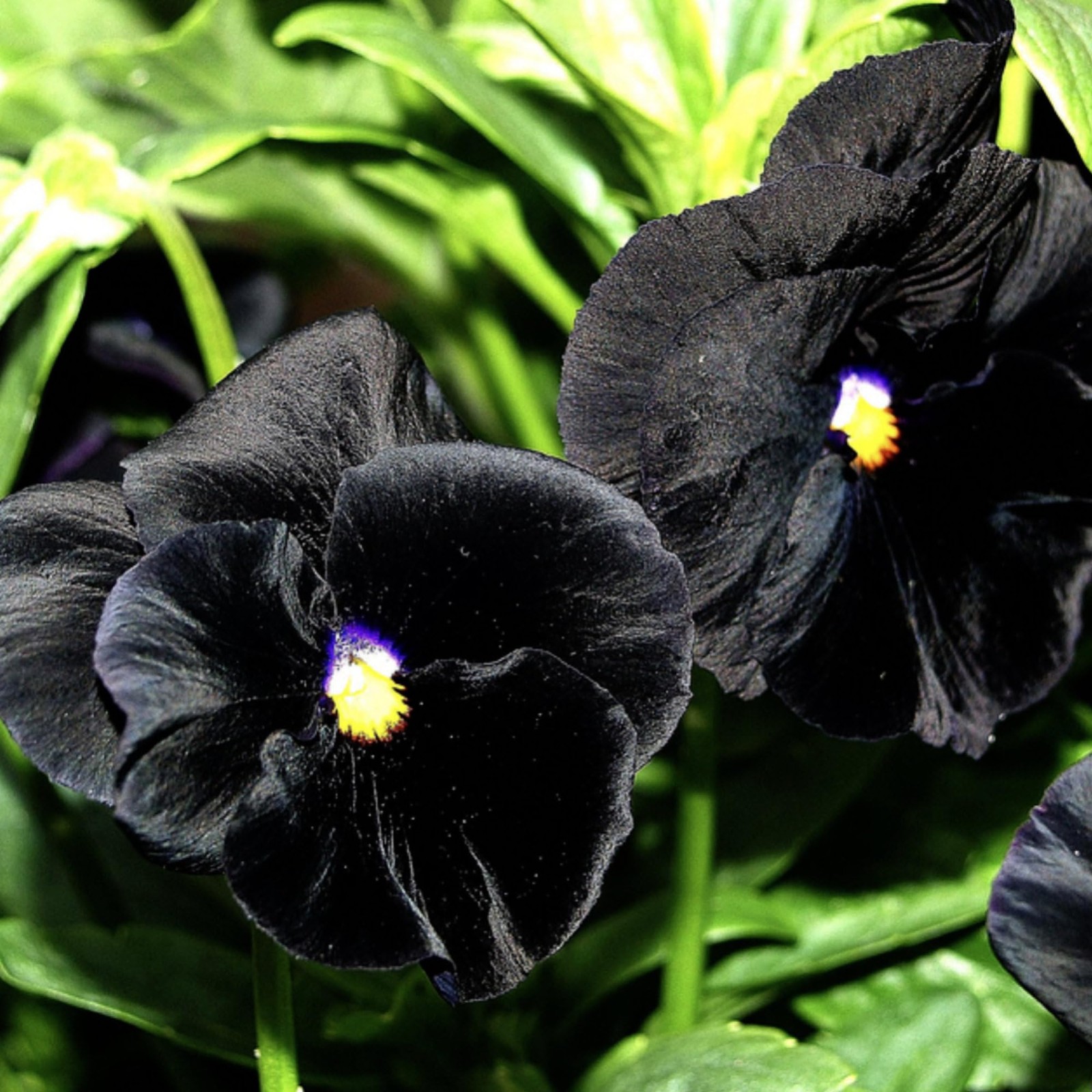 , Clear Crystals Black Pansy Seeds – 600 Heirloom Seeds for Planting Viola x …