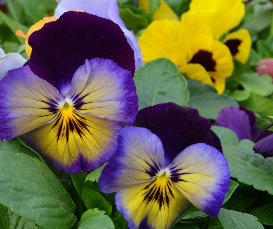 20 Cool Wave Edition Pansy Seeds . Beautiful Mix ! Planting / Garden / Flowers !