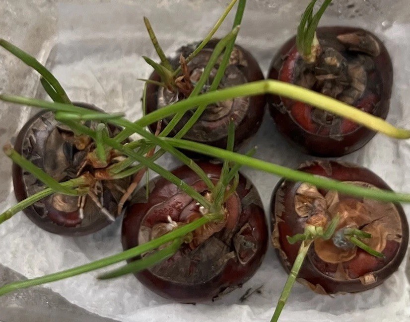5pcs Sprouted Water Chestnut Bulbs Eleocharis Dulcis Ready to Plant