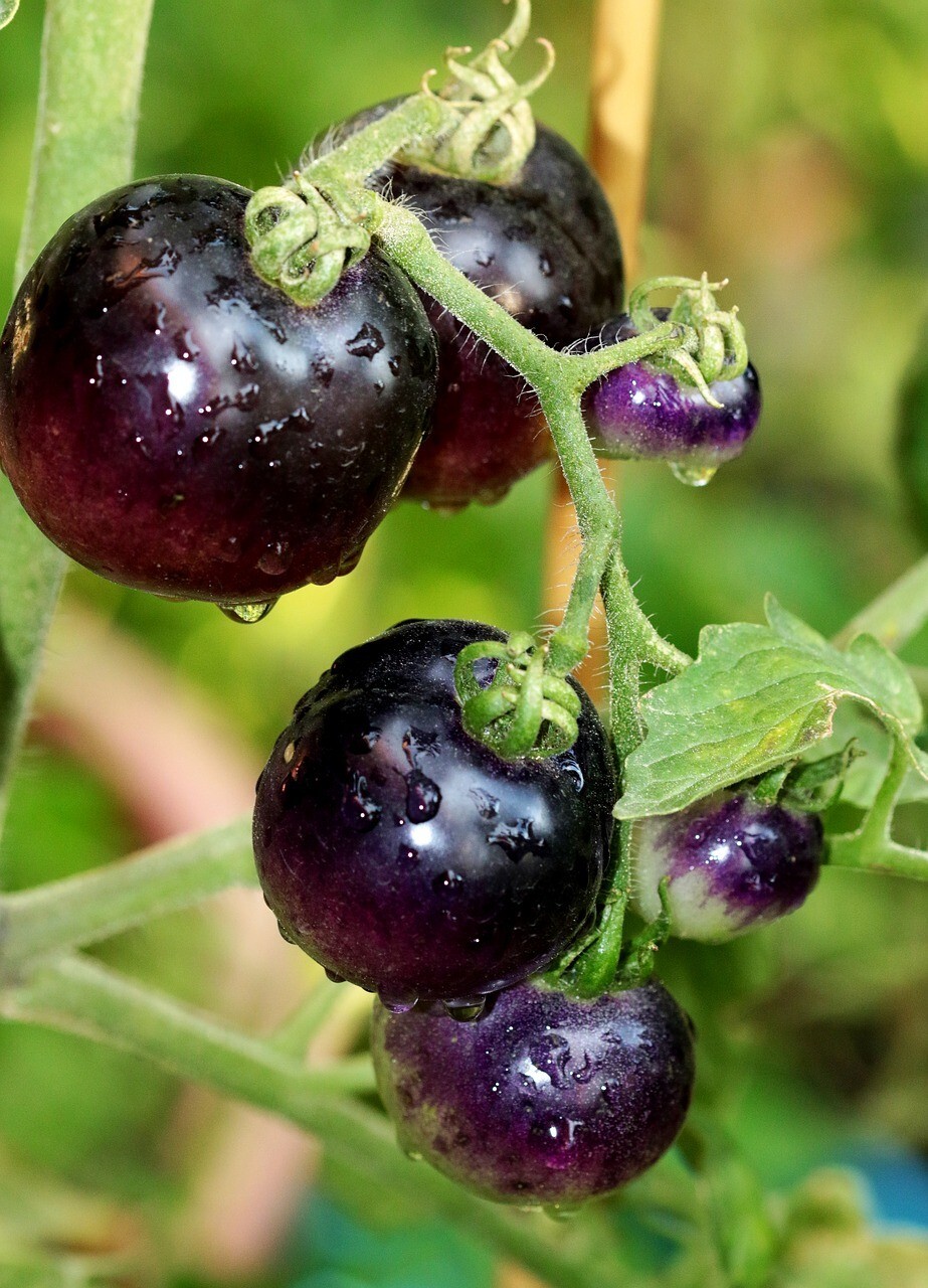 120+ EUROPEAN BLACK CHERRY TOMATO SEEDS – SWEET – HEIRLOOM -NON GMO – RARE