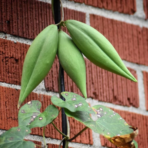 Cynanchum laeve | Honeyvine Milkweed | 10 Seeds