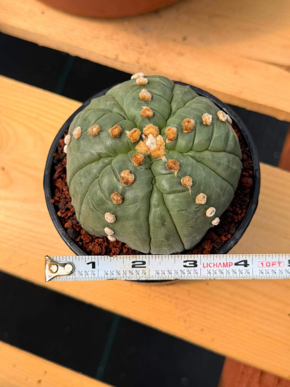 Astrophytum Asterias Fukuryu – Rare 14‑Rib Mutation Cactus
