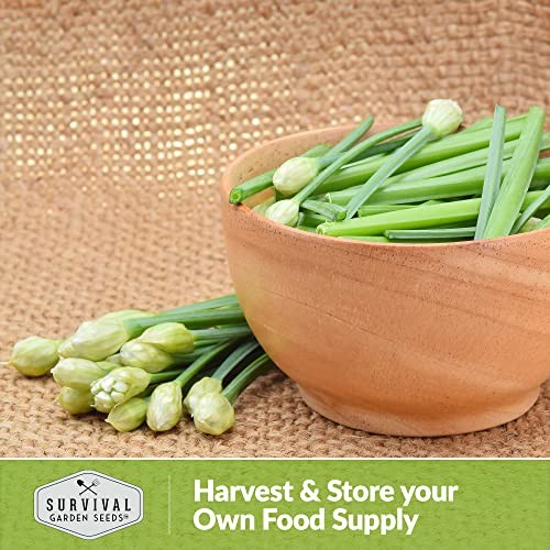 Packs Garlic Chives Seed for Planting – Packet with Instructions to Grow 3