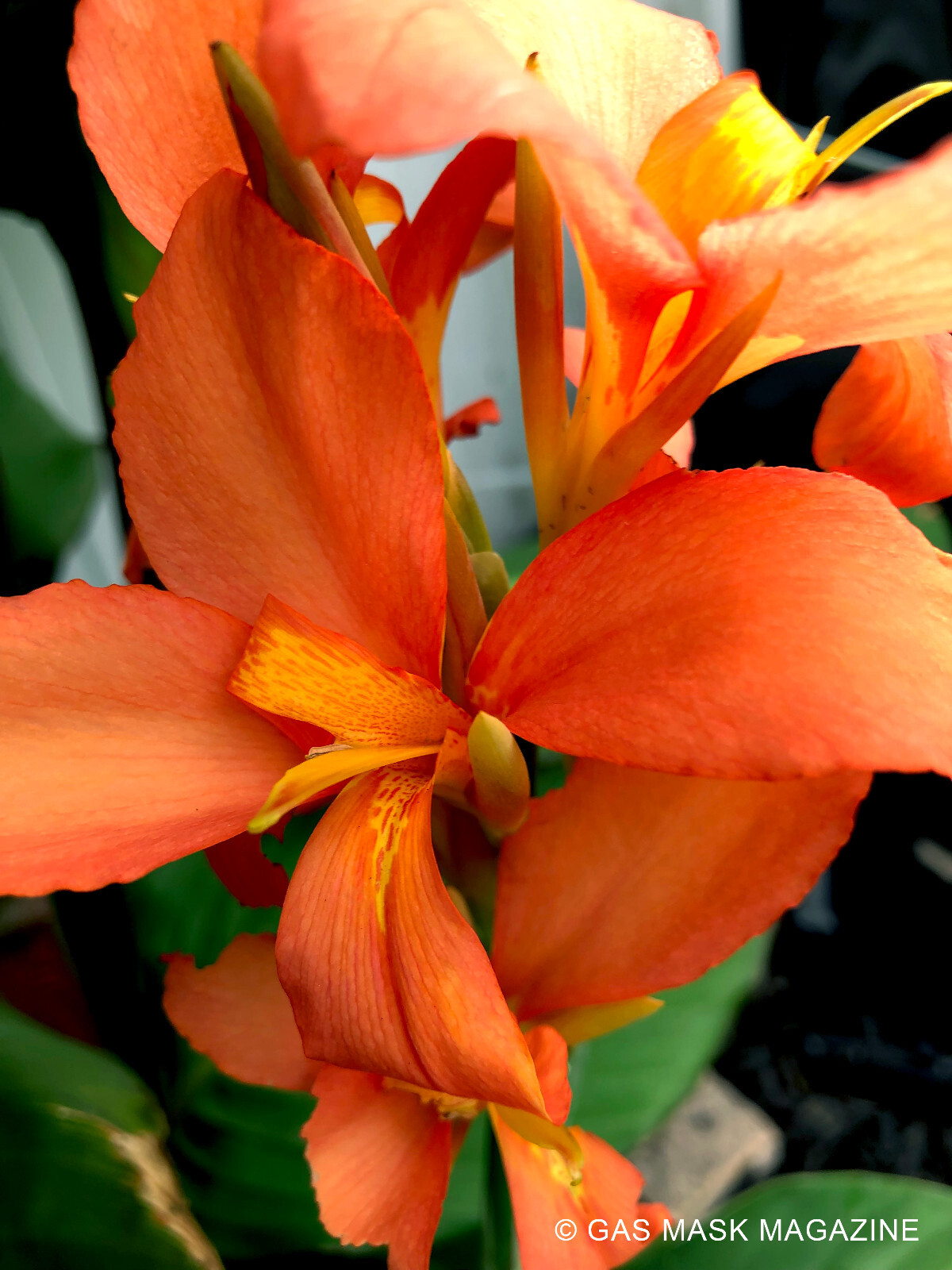 Tropical Sunrise Canna Lily Rhizome, Live Plant (Peach & Light Orange Blooms)