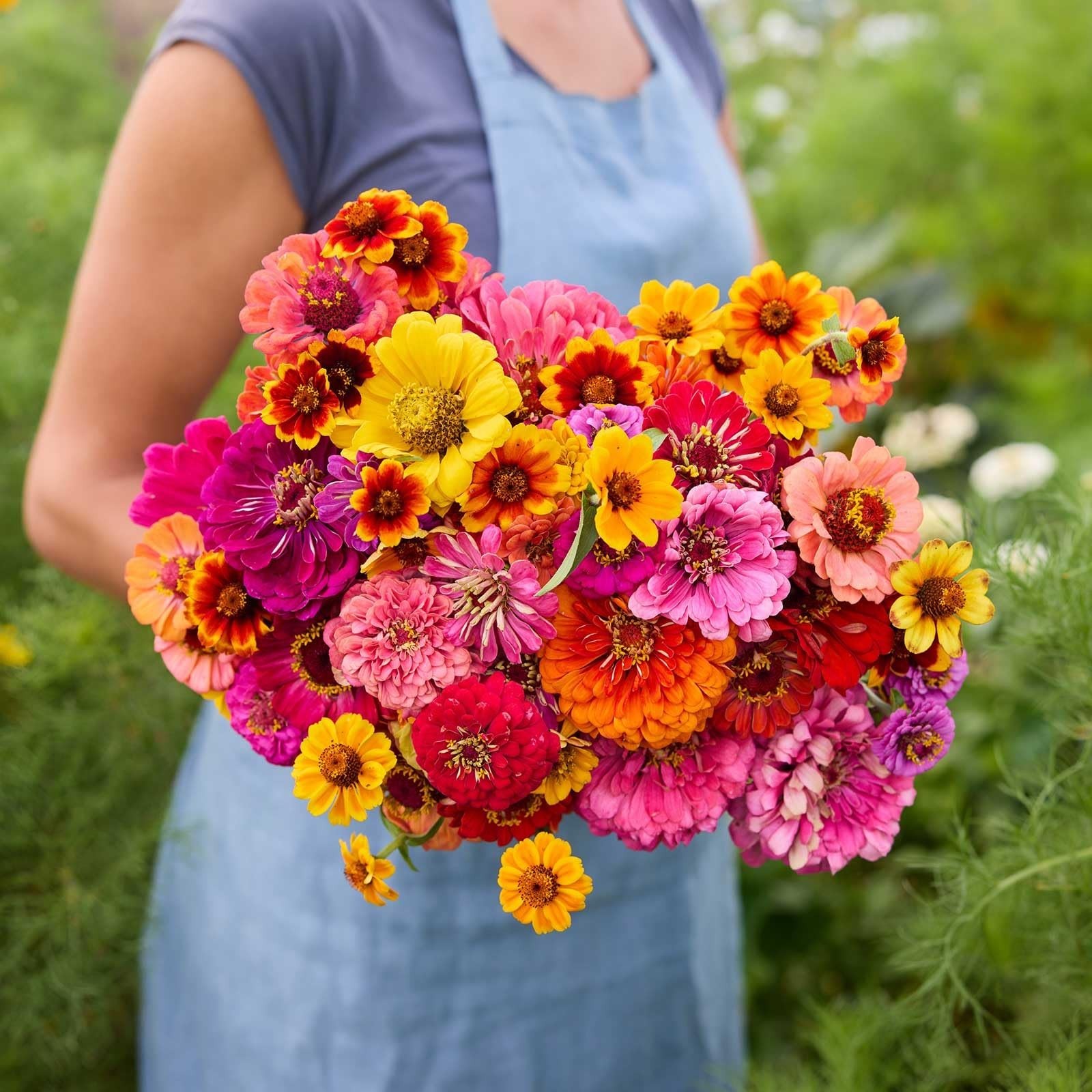 Zinnia Seeds Mix for Planting – 1 lb Non-GMO Flower Seeds, 6 Varieties, 480K+ Se