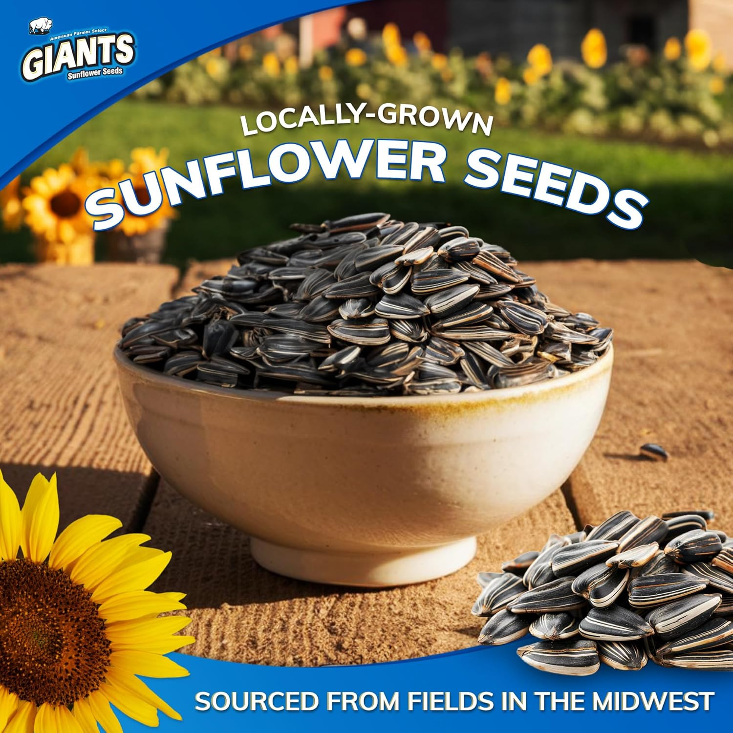 GIANTS KC Style BBQ Sunflower Seeds – Sunflower Seeds Bulk, Roasted Sunflower Se