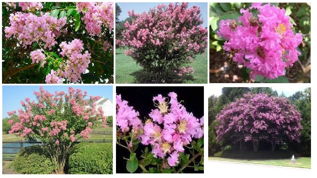 Pink Flowered * Crepe Myrtle Bush Tree Shrub * 25 + Seeds USA Seller