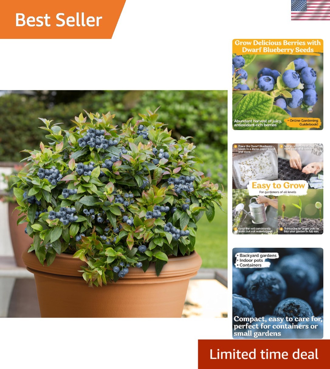 100 Heirloom Blueberry Seeds – Sweet Dwarf Lowbush for Indoor & Outdoor Gardens