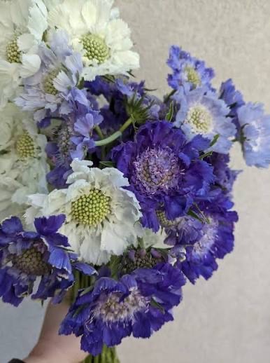 Scabiosa Fama Blue and White 30 seeds for cutting