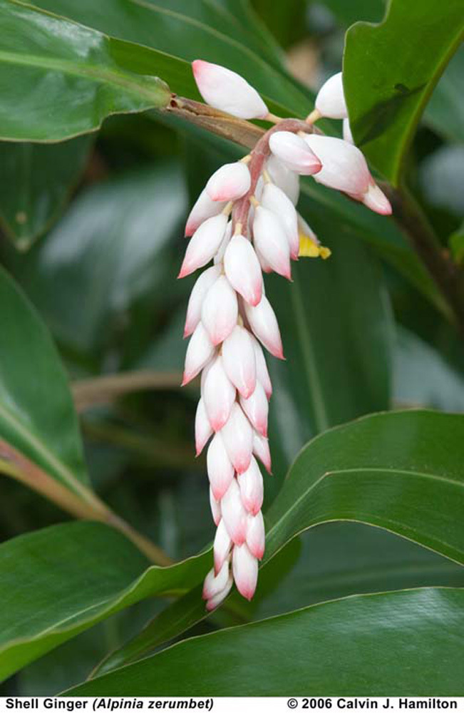 Shell Ginger medicinal tea fragrant pink flowers organic fence 3 plant Rhizomes
