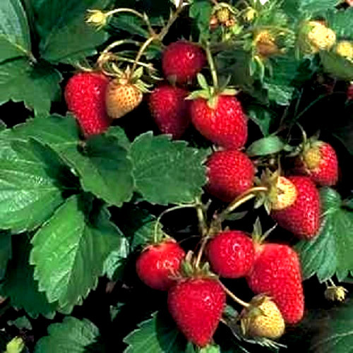 100 ALPINE STRAWBERRY Fragaria Vesca Red Fruit White Flower Seeds *Flat S/H