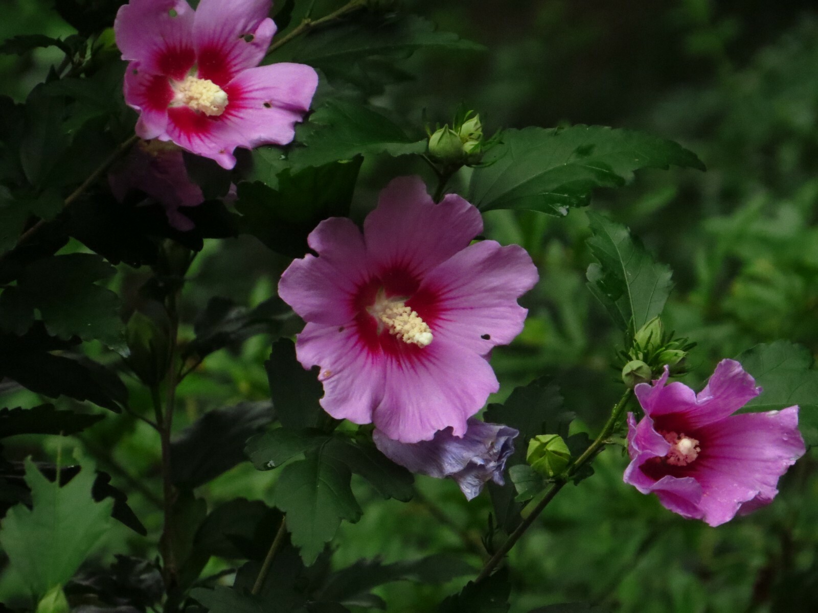 50+ Pink Rose of Sharon Seeds(Hibiscus syriacus/Aphrodite Althea/hardy hibiscus)