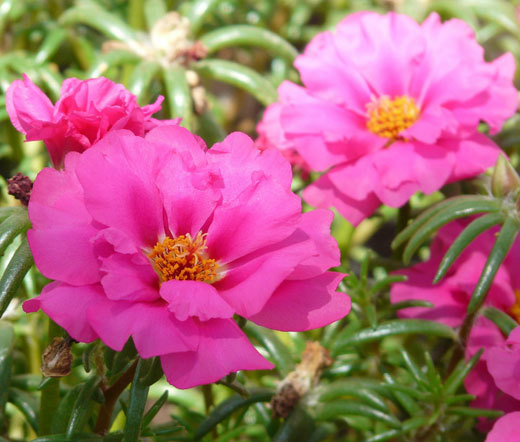 MOSS ROSE PINK Portulaca Grandiflora – 1,250 Bulk Seeds