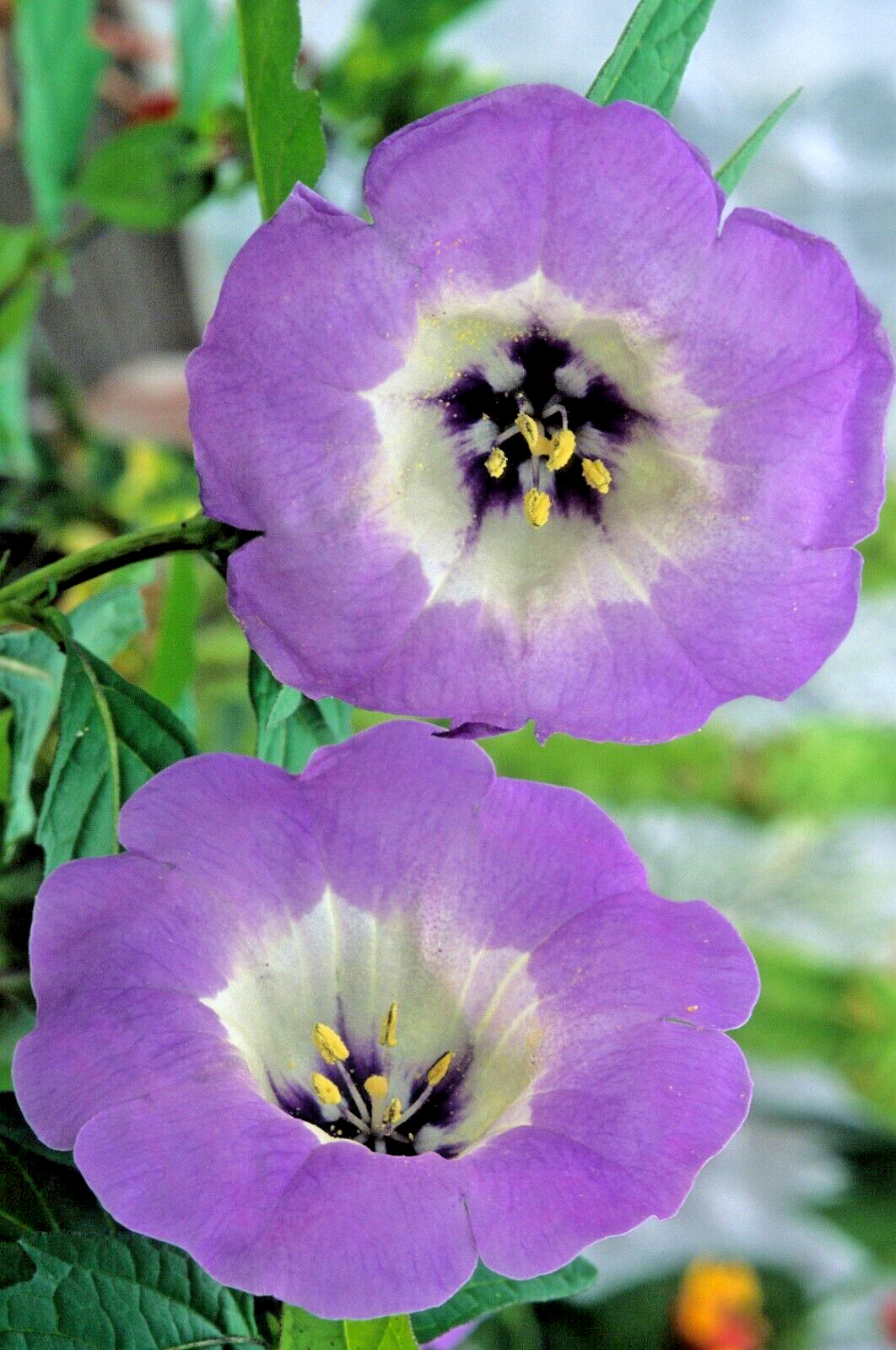 NICANDRA SPLASH OF CREAM 75 SEEDS, SHOO-FLY PLANT, NICANDRA PHSALODES VAR.