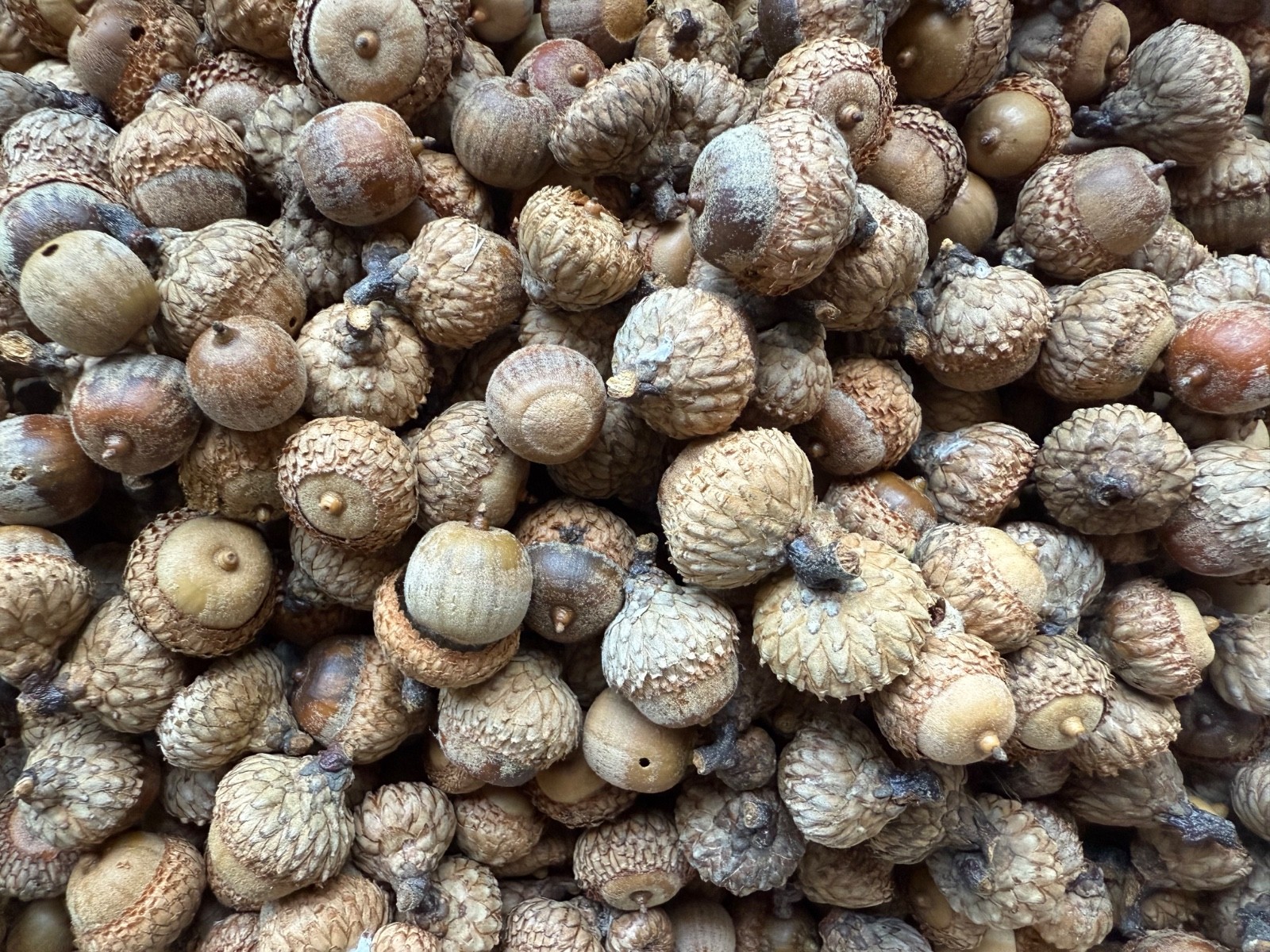 Lot of 37 BLACK OAK ACORNS most with CAPS for Seeds or Crafts From PA