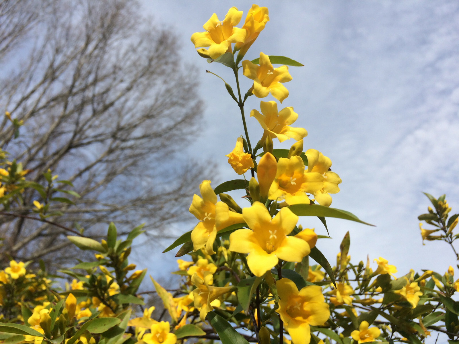 Carolina Yellow Jasmine (Gelsemium sempervirens) Fragrant Beautiful Vine [40+ct]