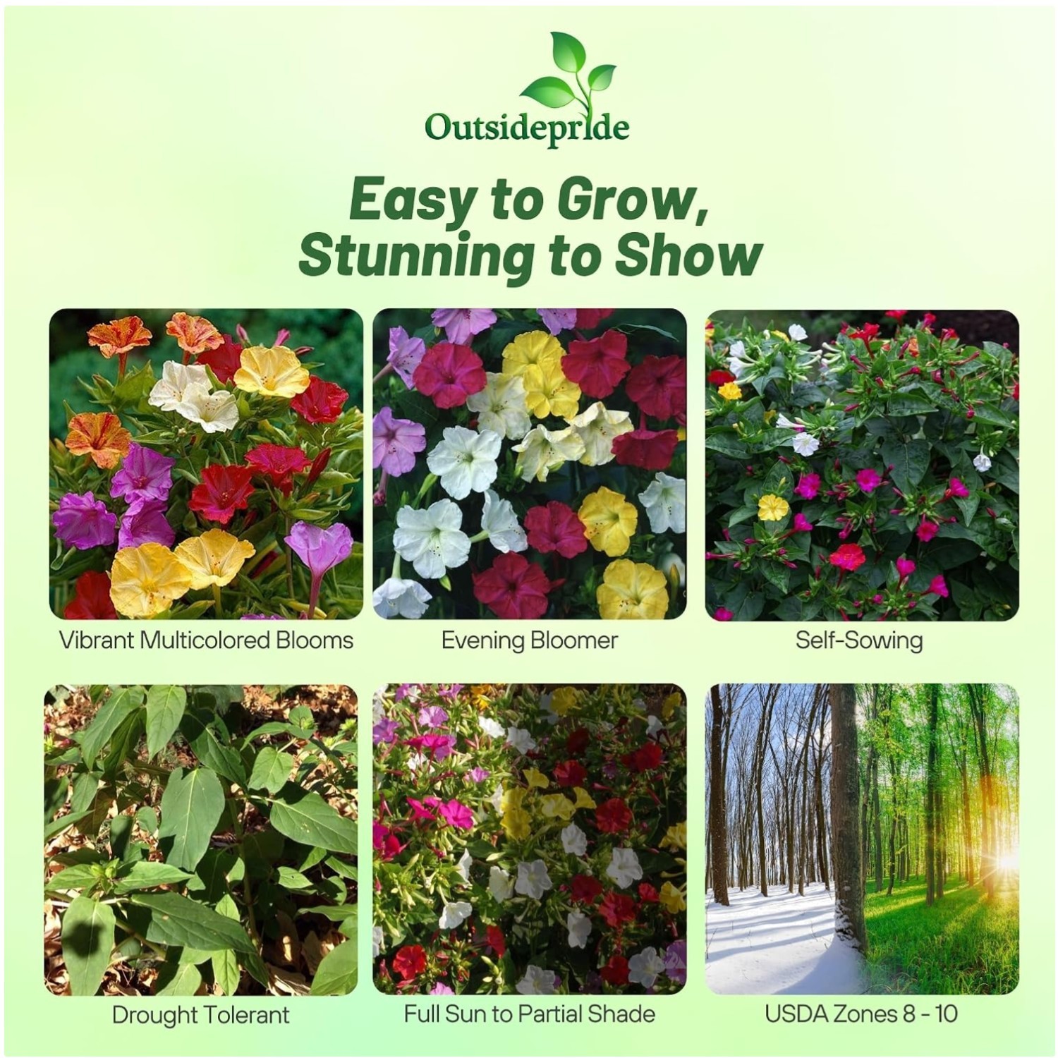 Mixed Four O’clock Flower Seeds – Fragrant Trumpet Blooms