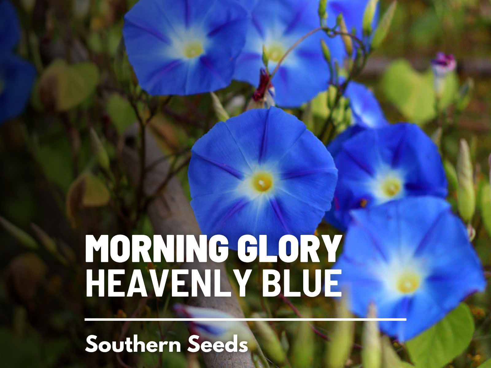 Morning Glory, Heavenly Blue – 50 Seeds – Annual Vine – Extremely Easy to Grow