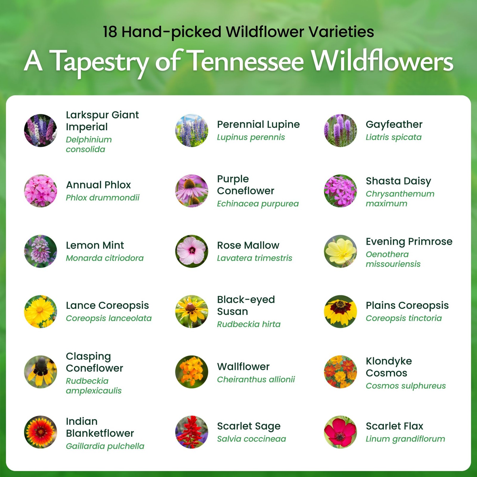 Tennessee Wildflower Seed Mix, 18 Flower Varieties, 35,000 Seeds