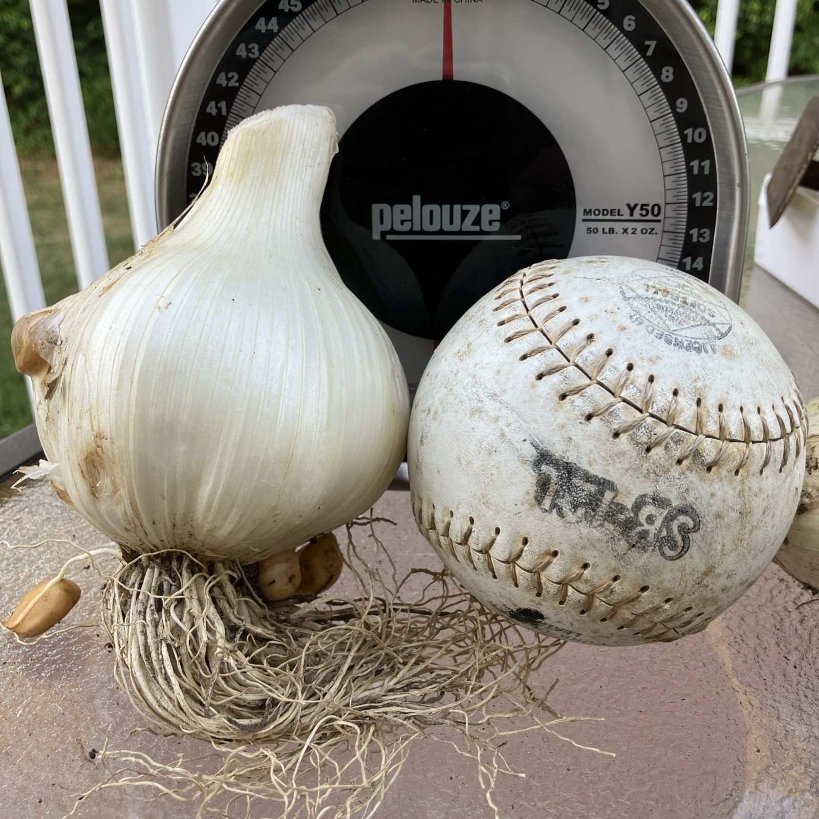 Fresh Pulled Elephant Garlic- Great To Cook/ Plant 1 XXLarge Softball Size Bulb