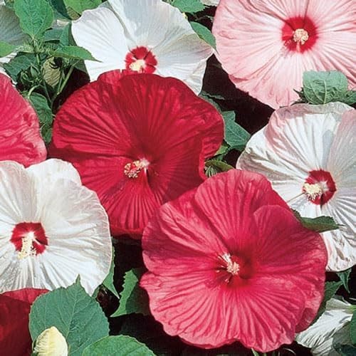 120+ PCS Mixed Giant Hibiscus Seeds for Planting Flowers Perennial Flower Out…
