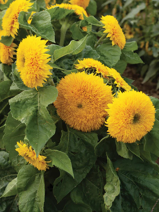 Teddy Bear Sunflower Seeds | Dwarf Fluffy Gold Sun Flower Sungold Seed 2024 NEW
