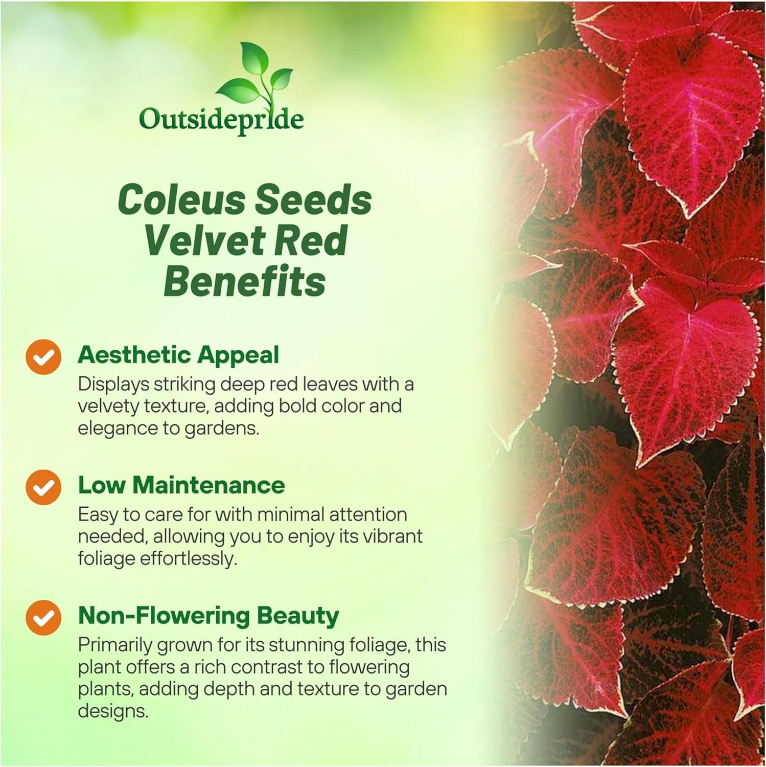 100 Seeds Wizard Red Velvet Coleus Seeds For Planting – Shade Garden Plants