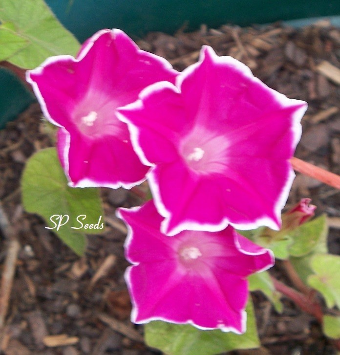 Kikyo Red Picotee – Japanese Morning Glory – ipomoea NIL – 6 seeds – Beautiful!