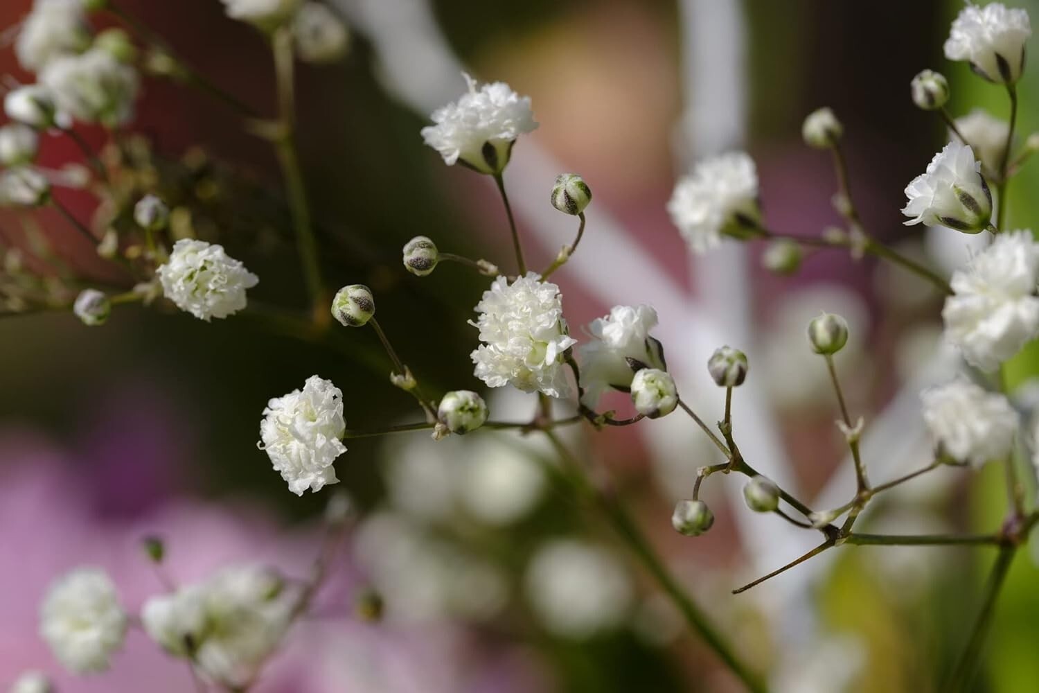 26 Slightly Assorted Flower Seeds! ? Great for Bees, Birds, and Butterflies!