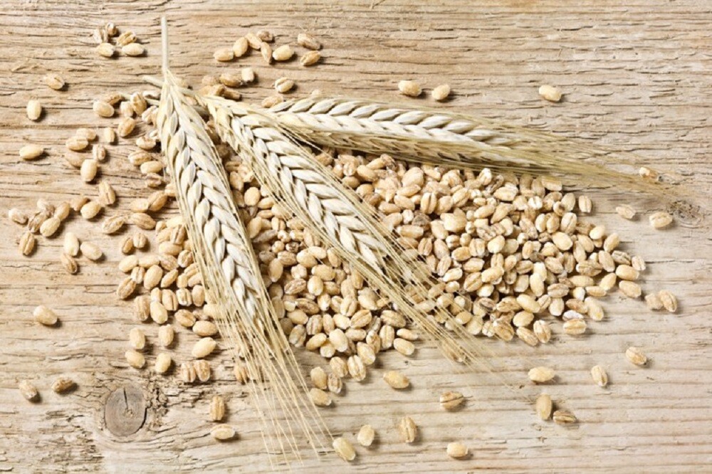 4 oz Barley – NON GMO microgreen seeds for Sprouting Sprouts