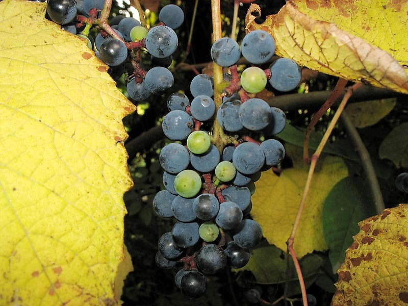 Amur Grape, Vitis amurensis, Vine Seeds