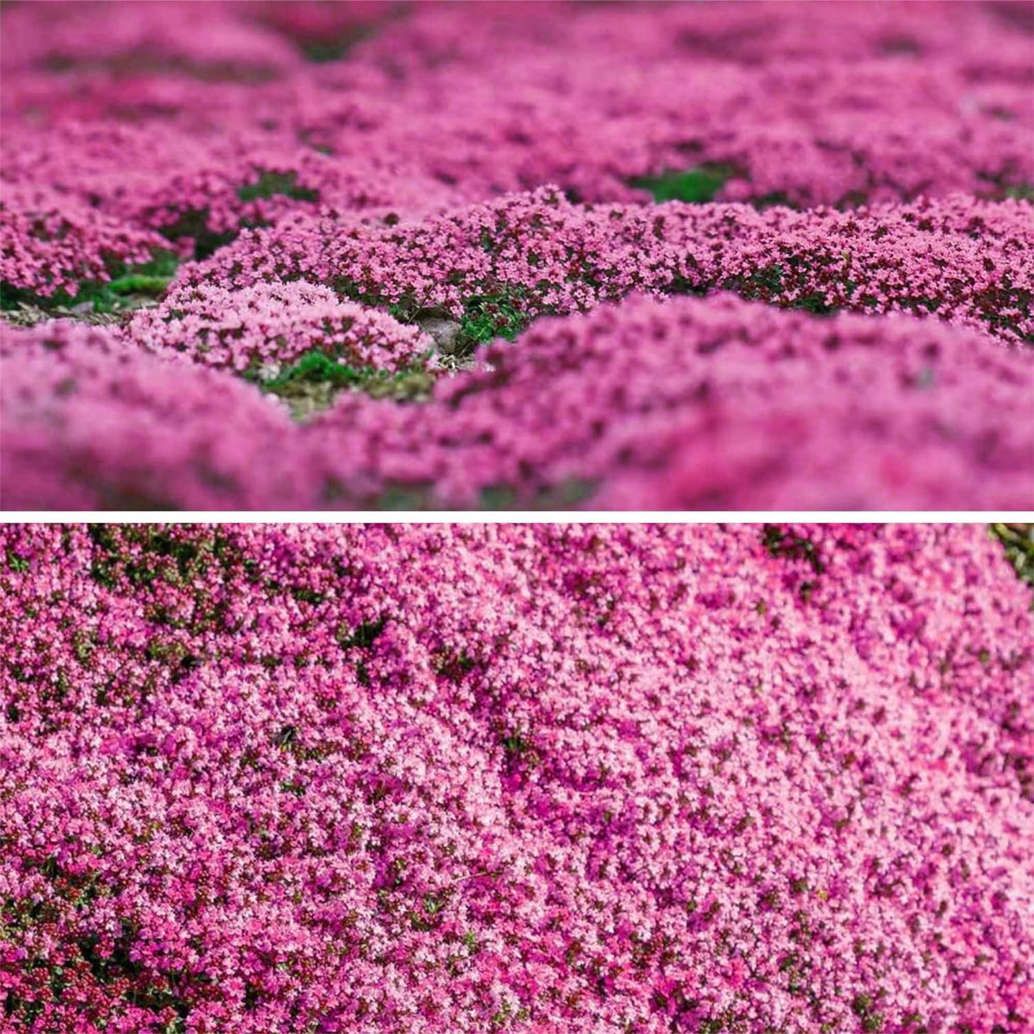 20000+ Magic Pink Creeping Thyme Seeds for Planting Ground Cover Plants Heirloom