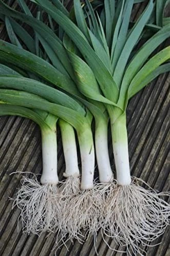 250+ CARANTAN LEEK SEEDS — LARGE ——— HEIRLOOM