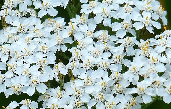 Yarrow White Achillea Seeds 2000+ Flower Herb Medicinal PERRENIAL FREE SHIPPING