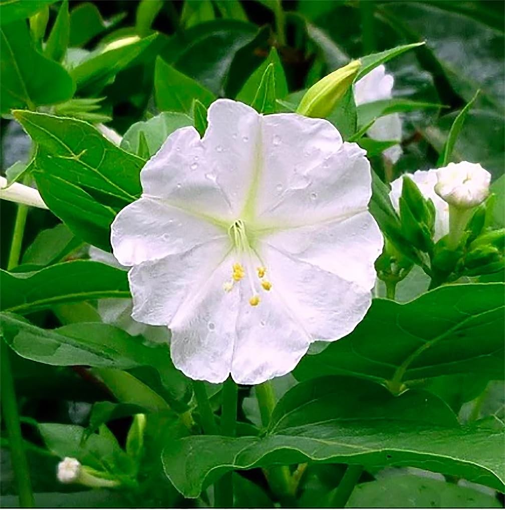 80 White Four O’Clock Seeds – Tender Perennial That Reseeds Easily