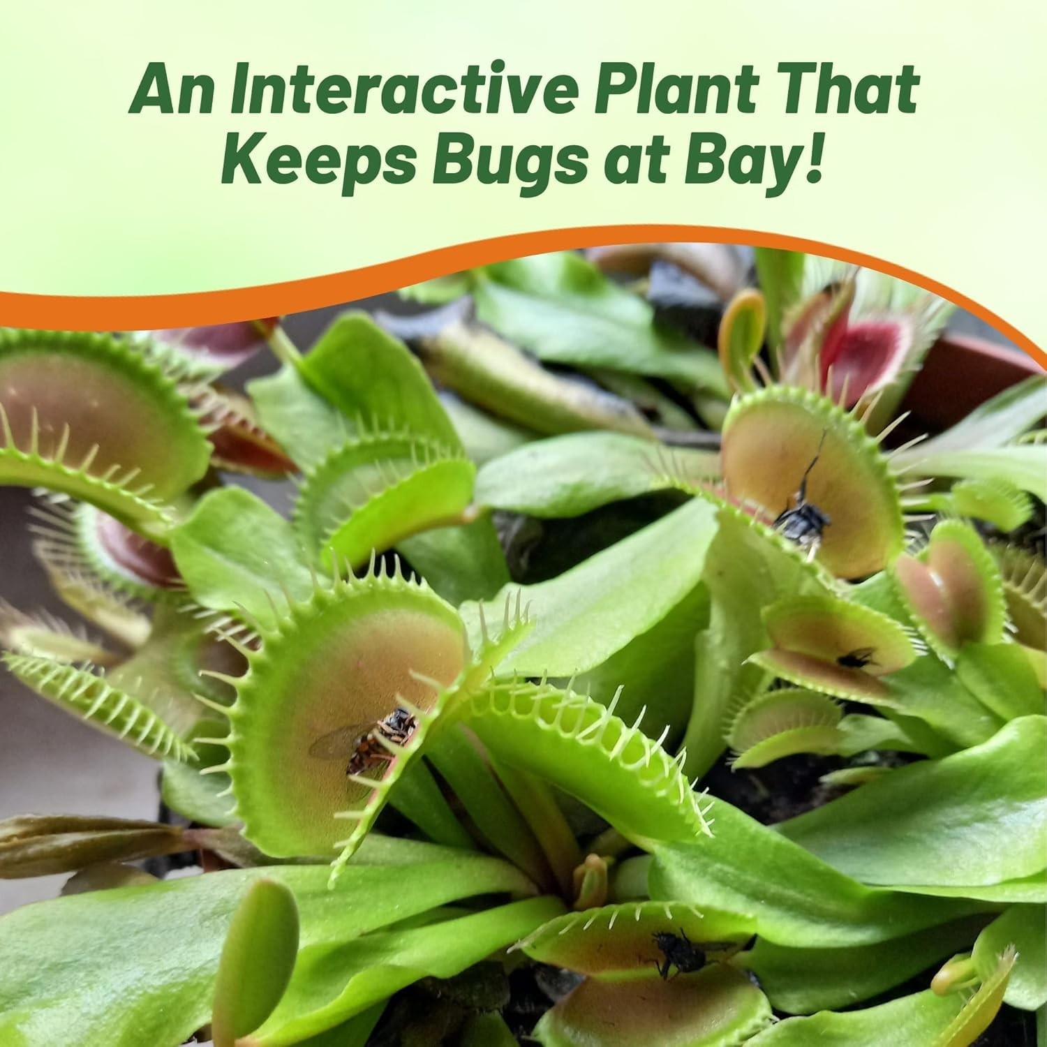 Venus Flytrap Seeds – 10 Pcs Perennial, Unique & Carnivorous, Indoor Plant Se…