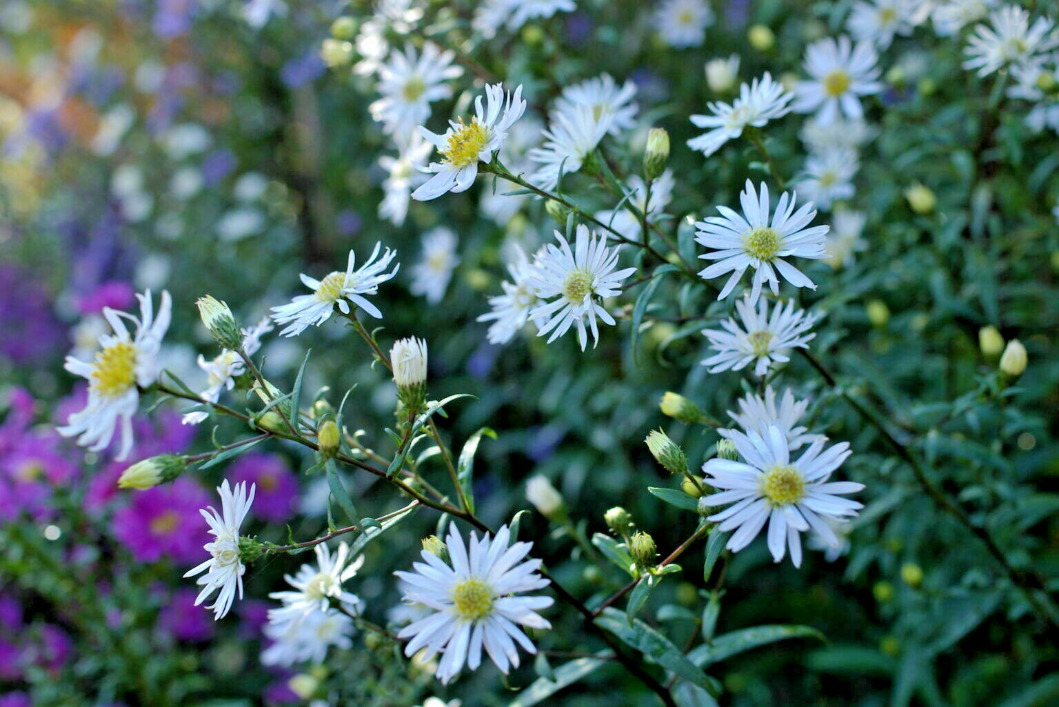 100+PRAIRIE ASTER Seeds Perennial Native Wildflower Summer Fall Garden Container