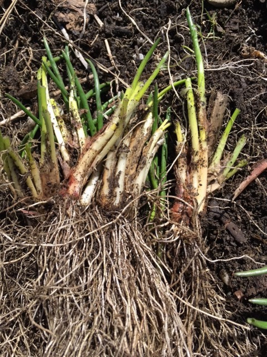 Chives bulbs 75 plus bulbs dug & trimmed morning shipped. deer resistant.