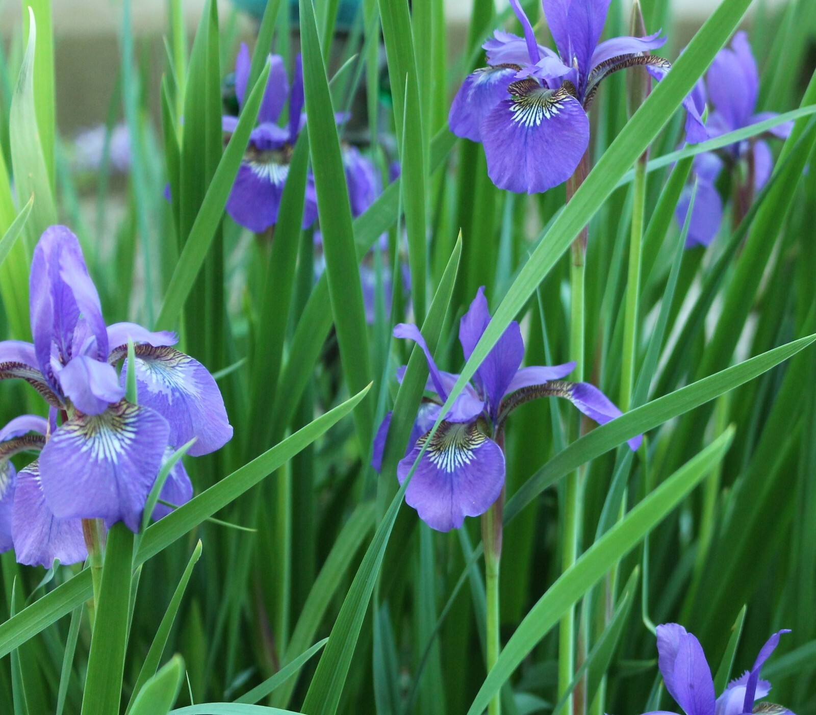 40 Siberian Iris Seeds Sibirica Perennial Purple Flowers