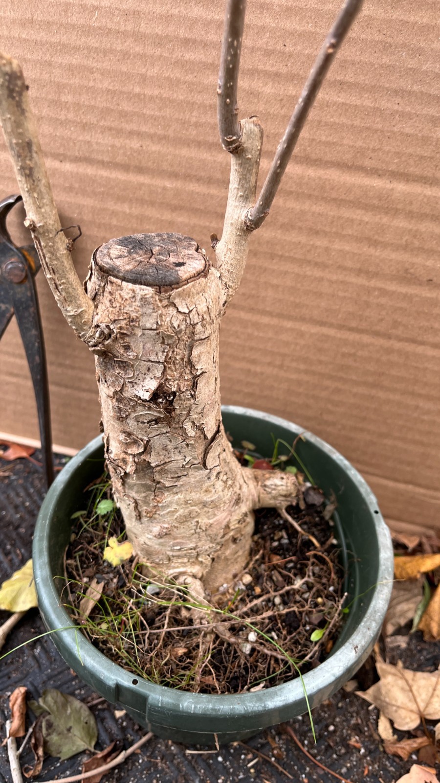 Exact plant #18 Catalpa speciosa, 6-7 year old bonsai, Northern catalpa, Cigar